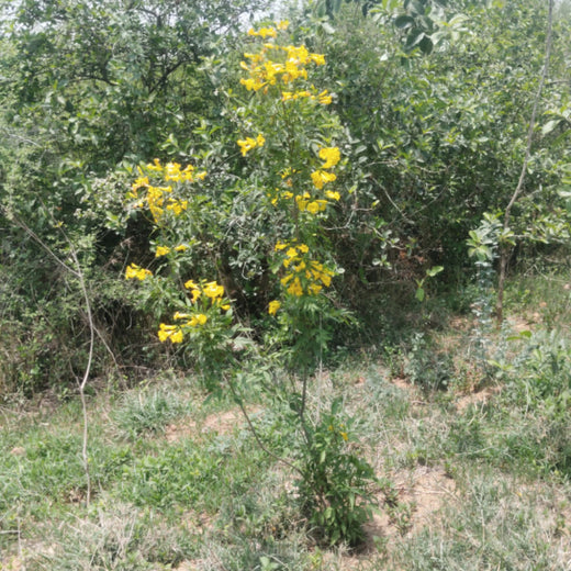 SIMPPLR's Green Commitment: Empowering Employees to Grow Urban Forests – 1 year