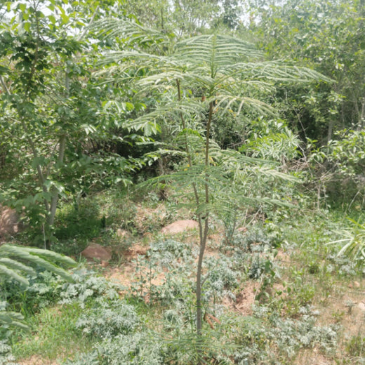 SIMPPLR's Green Commitment: Empowering Employees to Grow Urban Forests – 1 year