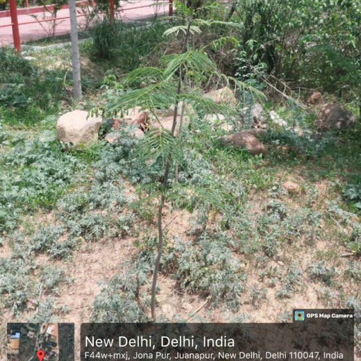 SIMPPLR's Green Commitment: Empowering Employees to Grow Urban Forests – 1 year