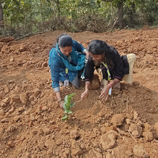 SIRO Clinpharm: Planting Trees for a Greener New Year – Planting