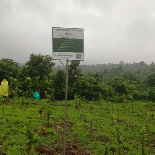 SIRO Clinpharm: Planting Trees for a Greener New Year – 6 months