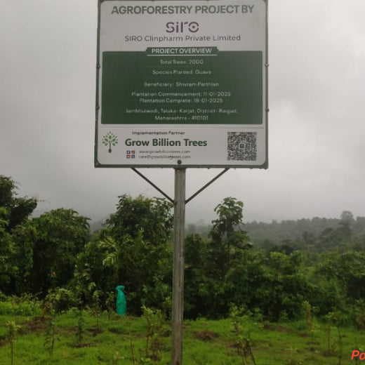 SIRO Clinpharm: Planting Trees for a Greener New Year – 6 months