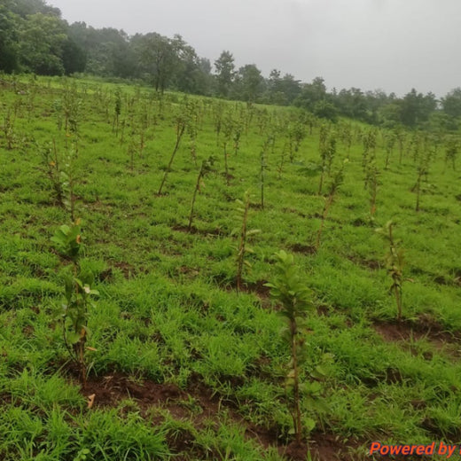 SIRO Clinpharm: Planting Trees for a Greener New Year – 6 months