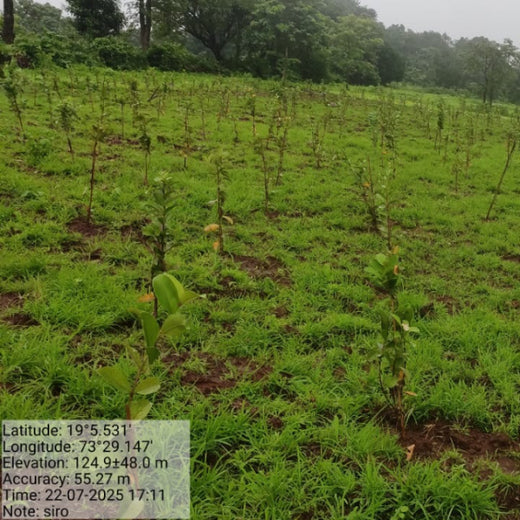 SIRO Clinpharm: Planting Trees for a Greener New Year – 6 months