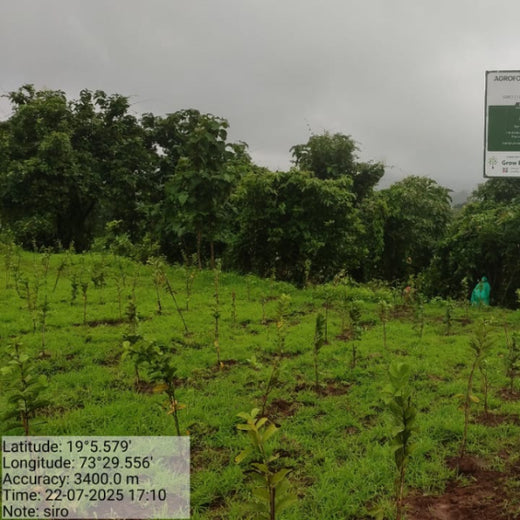 SIRO Clinpharm: Planting Trees for a Greener New Year – 6 months