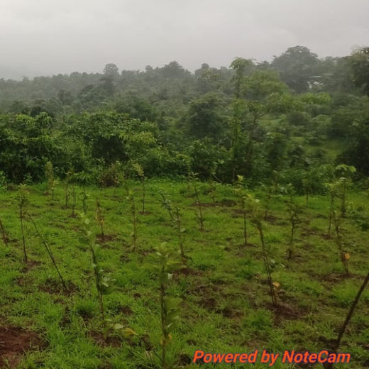 SIRO Clinpharm: Planting Trees for a Greener New Year – 6 months