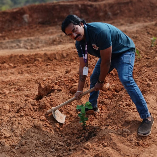 SIRO Clinpharm: Planting Trees for a Greener New Year – Planting