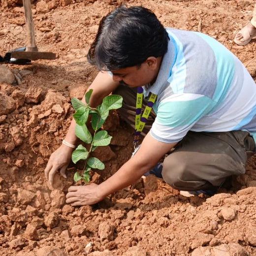 SIRO Clinpharm: Planting Trees for a Greener New Year – Planting