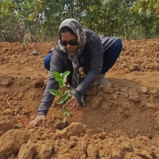 SIRO Clinpharm: Planting Trees for a Greener New Year – Planting