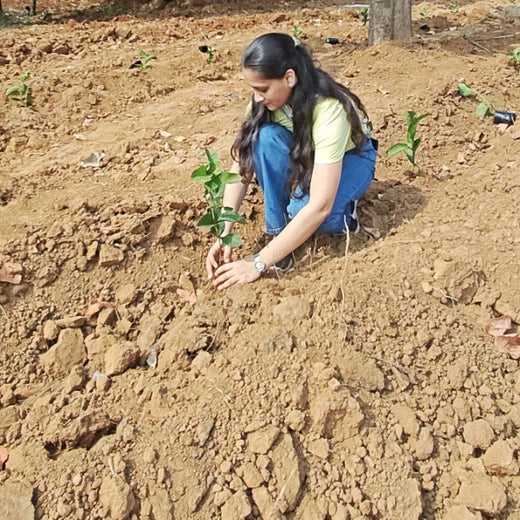 SIRO Clinpharm: Planting Trees for a Greener New Year – Planting
