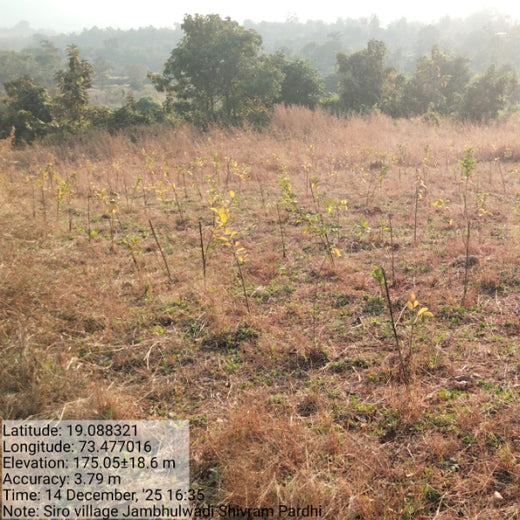 SIRO Clinpharm: Planting Trees for a Greener New Year – 1 year