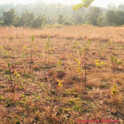 SIRO Clinpharm: Planting Trees for a Greener New Year – 1 year