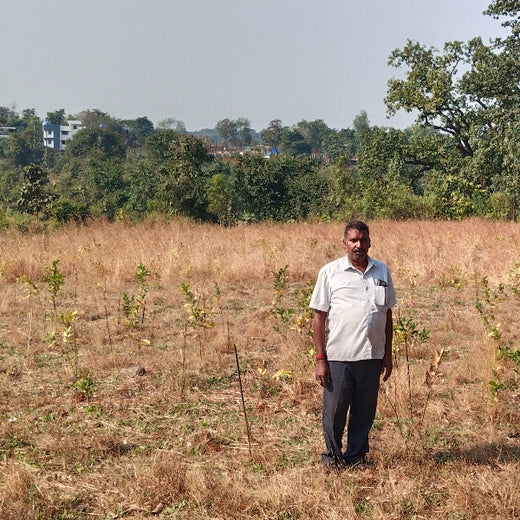 SIRO Clinpharm: Planting Trees for a Greener New Year – 1 year