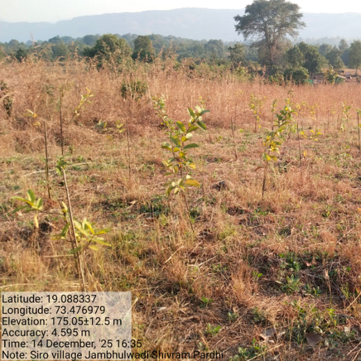 SIRO Clinpharm: Planting Trees for a Greener New Year – 1 year