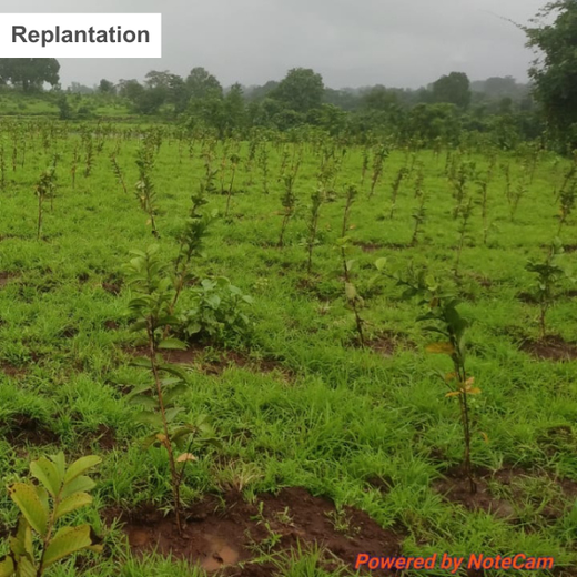 SIRO Clinpharm: Planting Trees for a Greener New Year – 6 months
