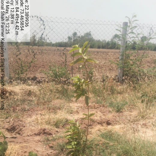 Rooted in Rhythm: Bhavesh Shah & Family Grow Gratitude Trees – 6 months