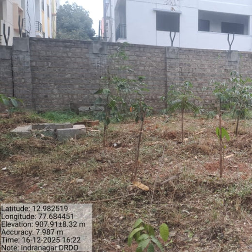 Urban Roots, Global Impact: Spencer Stuart’s Environmental Initiative – 1 year