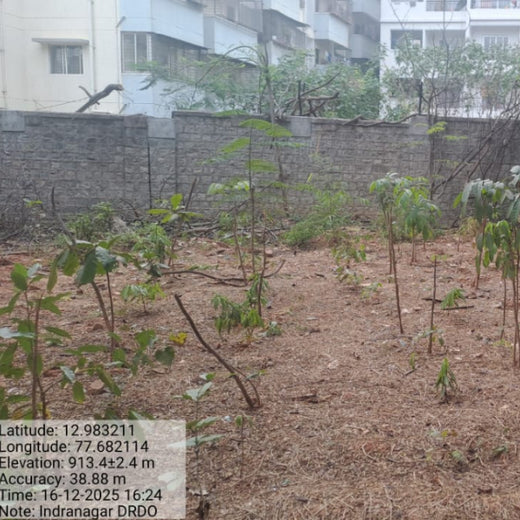 Urban Roots, Global Impact: Spencer Stuart’s Environmental Initiative – 1 year