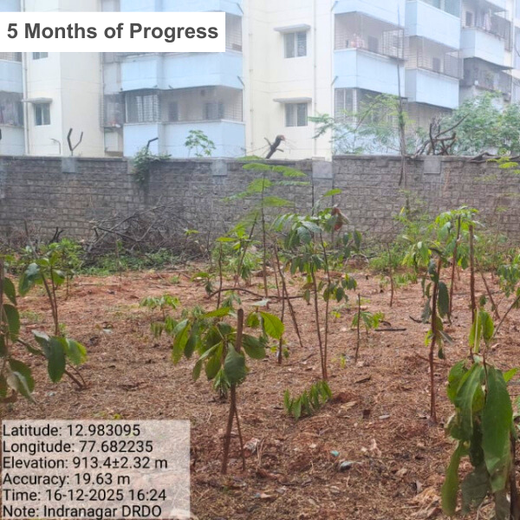 Urban Roots, Global Impact: Spencer Stuart’s Environmental Initiative – 1 year