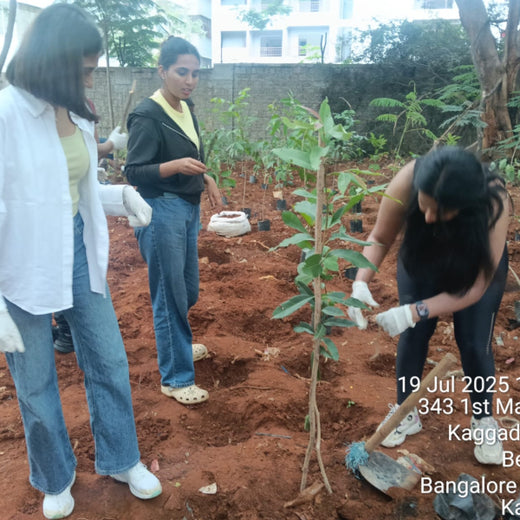 Urban Roots, Global Impact: Spencer Stuart’s Environmental Initiative – 6 months