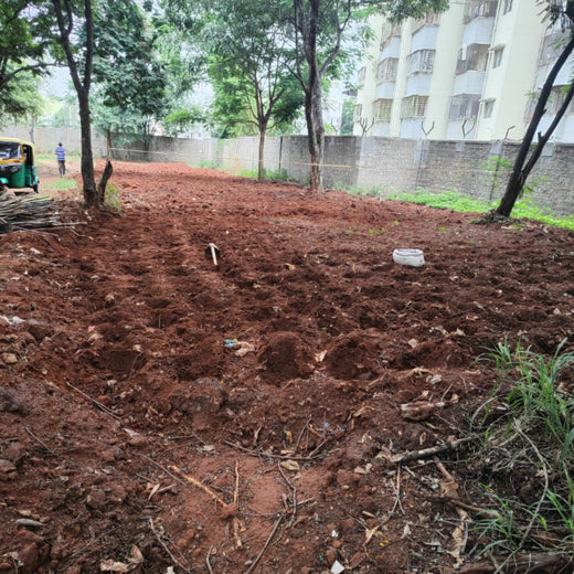 Urban Roots, Global Impact: Spencer Stuart’s Environmental Initiative – Planting