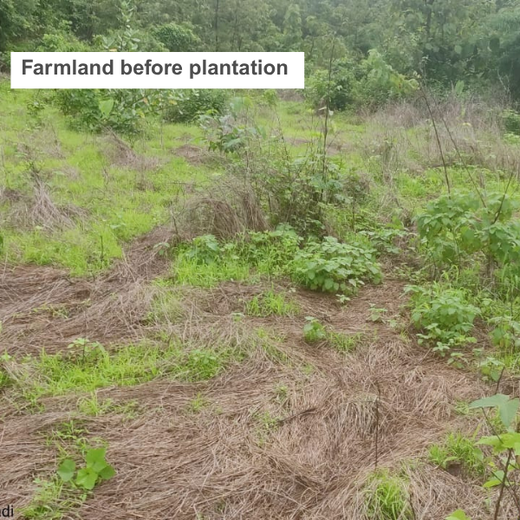 Reuniting to Reforest: St. Thomas 1976 Alumni Go Green – Planting