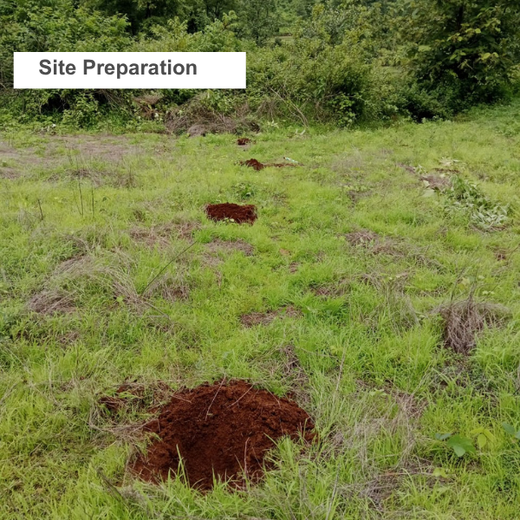 Reuniting to Reforest: St. Thomas 1976 Alumni Go Green – Planting