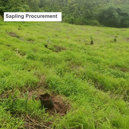 Reuniting to Reforest: St. Thomas 1976 Alumni Go Green – Planting