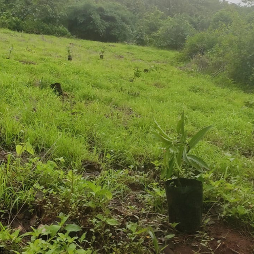 Reuniting to Reforest: St. Thomas 1976 Alumni Go Green – Planting