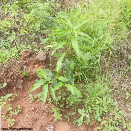 Reuniting to Reforest: St. Thomas 1976 Alumni Go Green – 1 year