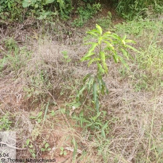 Reuniting to Reforest: St. Thomas 1976 Alumni Go Green – 1 year