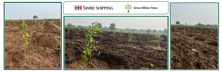 A Greener Gesture: Swire Shipping Plants Trees for Every Employee ...