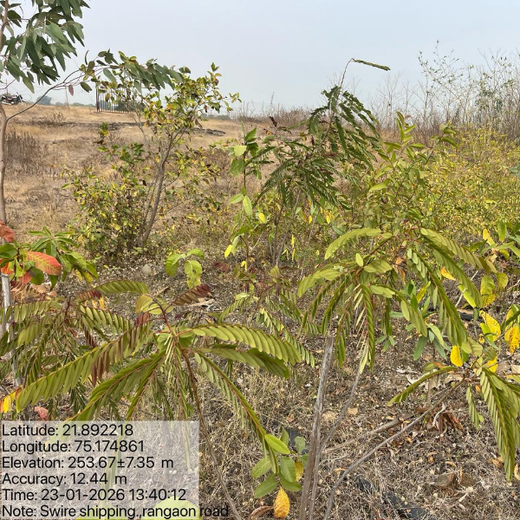 Sailing Toward Sustainability: Swire Shipping’s Agroforestry Drive – Planting