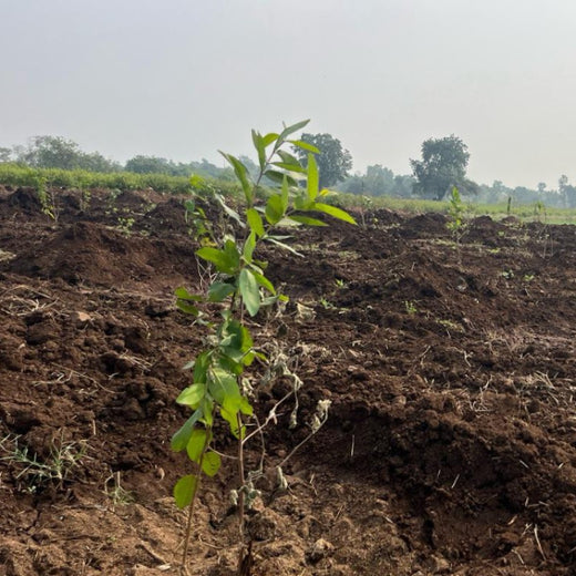 A Greener Gesture: Swire Shipping Plants Trees for Every Employee – Planting
