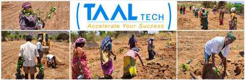 Blending Technology with Nature: TAAL Tech’s Agroforestry for a Sustainable Tomorrow