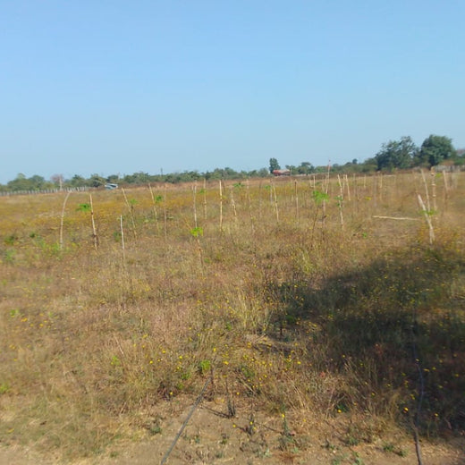 Woodlands of Tomorrow: TCI’s Urban Forest – 2 years
