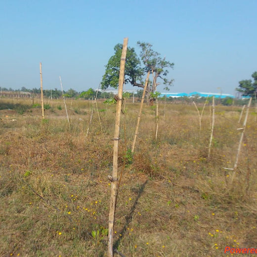 Woodlands of Tomorrow: TCI’s Urban Forest – 2 years