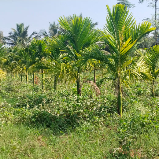 Blending Technology with Nature: TAAL Tech’s Agroforestry for a Sustainable Tomorrow – 6 months