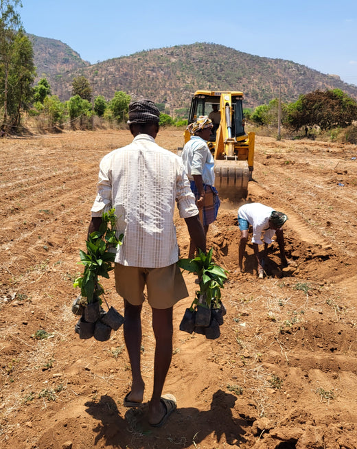 Tree Plantation Drive On Earth Day: Your Green Action Guide