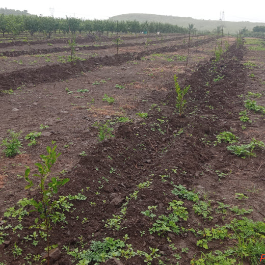 Nature First: Tarasafe’s World Nature Conservation Day Drive – Planting