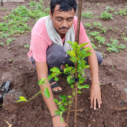 Nature First: Tarasafe’s World Nature Conservation Day Drive – Planting