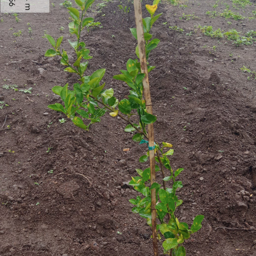 Nature First: Tarasafe’s World Nature Conservation Day Drive – Planting