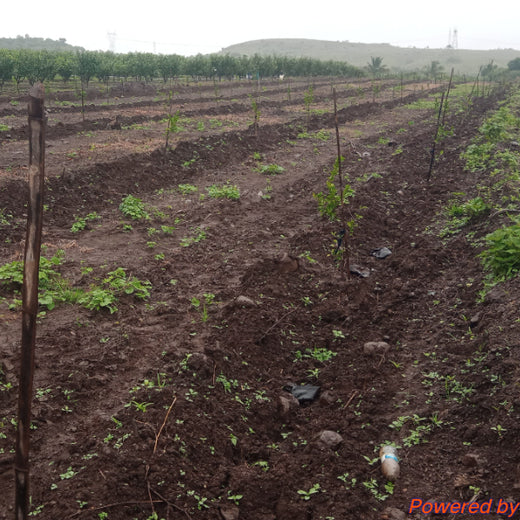 Nature First: Tarasafe’s World Nature Conservation Day Drive – Planting