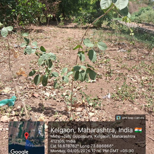 Transforming Cityscapes: Tata Communications’ Tree Plantation Drive – 1 year
