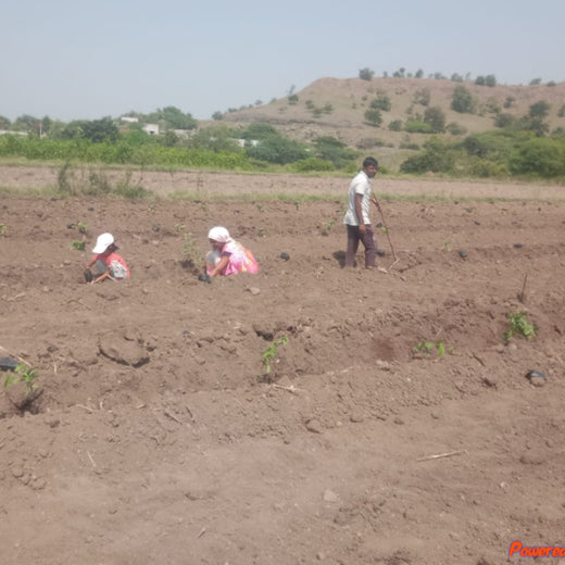 Nature’s Sparkle: Tattva Jewellers' Green Gift to Customers – Planting