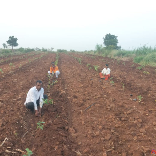 Nature’s Sparkle: Tattva Jewellers' Green Gift to Customers – Planting