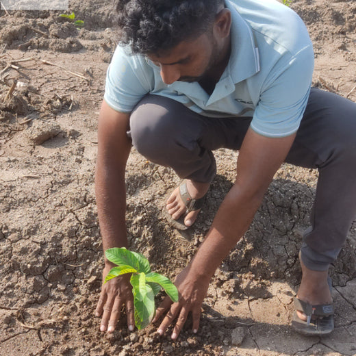 Nature’s Sparkle: Tattva Jewellers' Green Gift to Customers – Planting