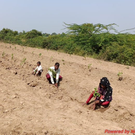 Nature’s Sparkle: Tattva Jewellers' Green Gift to Customers – Planting