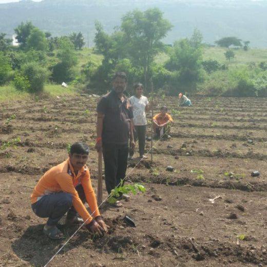Nature’s Sparkle: Tattva Jewellers' Green Gift to Customers – Planting