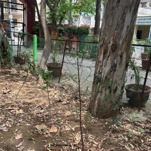 CSR Green Drive 2025: Techno Electric & Engineering’s ESG Plantation – 6 months